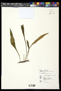 Pyrrosia davidii image