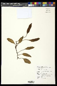 Pyrrosia lingua image