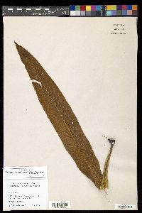 Pyrrosia costata image