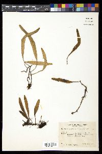Pyrrosia confluens image