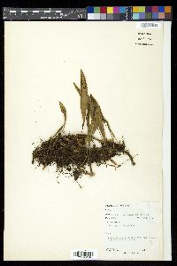 Pyrrosia angustata image