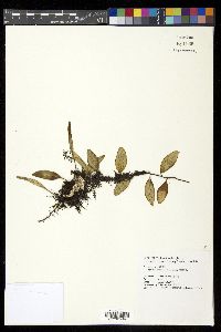 Pyrrosia adnascens image