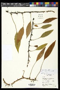 Pyrrosia lingua image