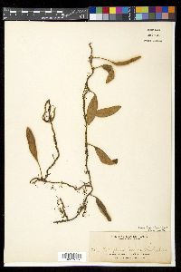 Pyrrosia lingua image