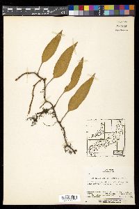 Pyrrosia lingua image