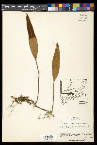 Pyrrosia lingua image