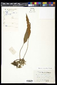 Pyrrosia lingua image