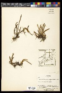 Pyrrosia linearifolia image
