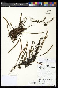 Pyrrosia lanceolata image