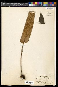 Pyrrosia sheareri image