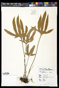 Pyrrosia polydactyla image