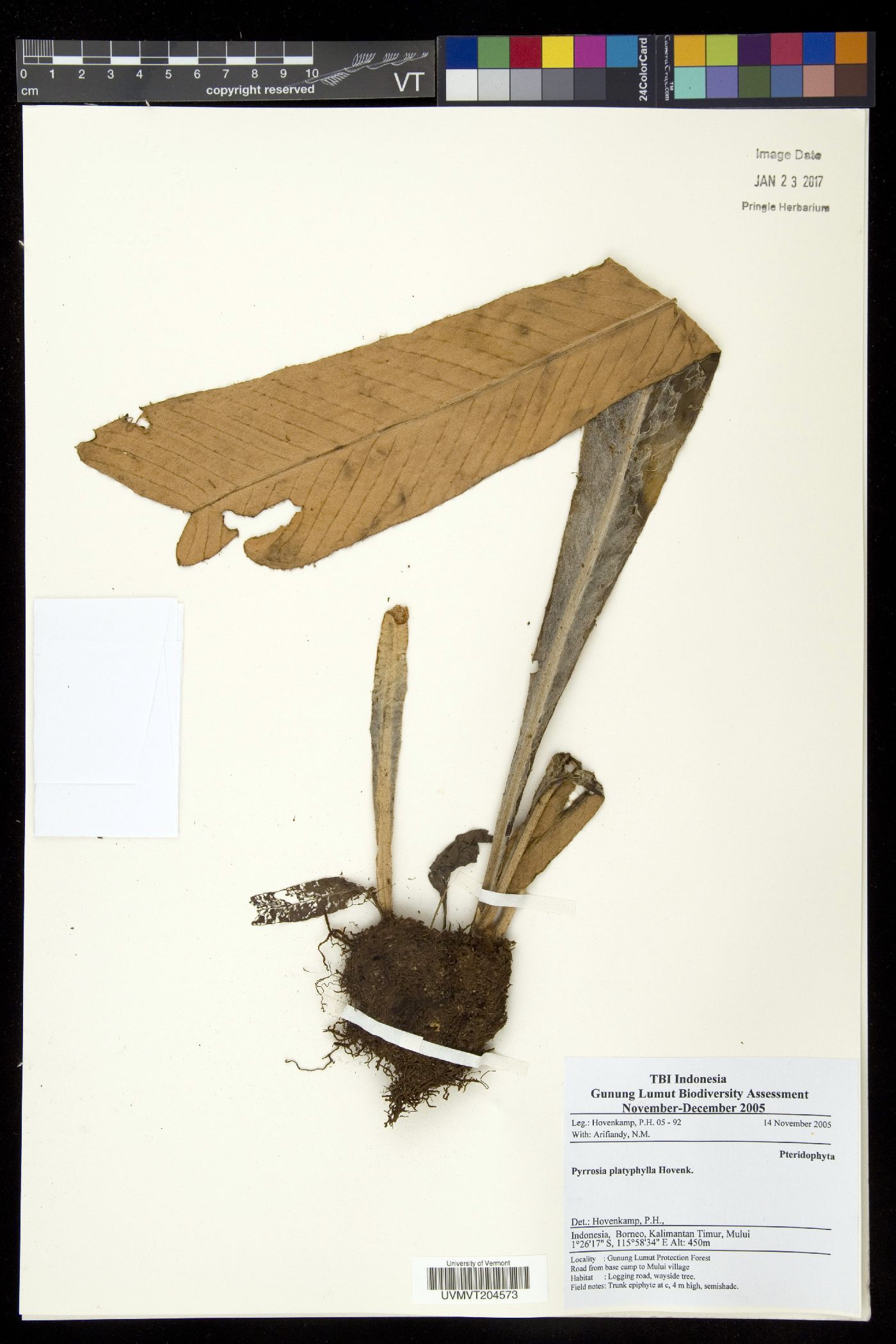 Pyrrosia platyphylla image