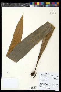 Pyrrosia platyphylla image