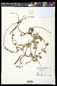 Pyrrosia piloselloides image