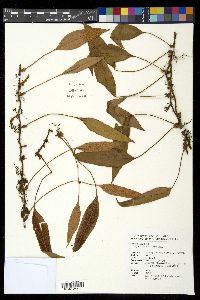 Pyrrosia petiolosa image