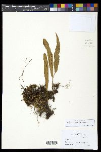 Media resource of Selliguea lanceola