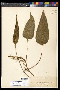 Selliguea caudiformis image