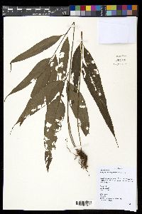 Selliguea albidosquamata image