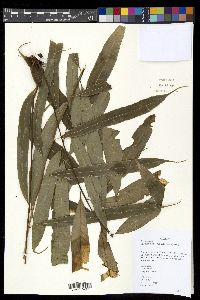 Selliguea albidosquamata image