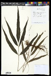 Selliguea albidosquamata image
