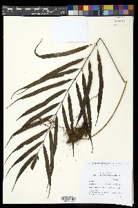 Selliguea albidosquamata image