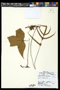 Selliguea triloba image