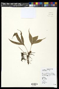 Selliguea taeniata image