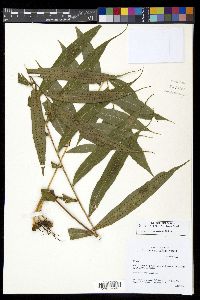Selliguea taeniata image