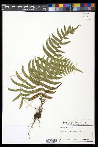 Polypodium dissimile image