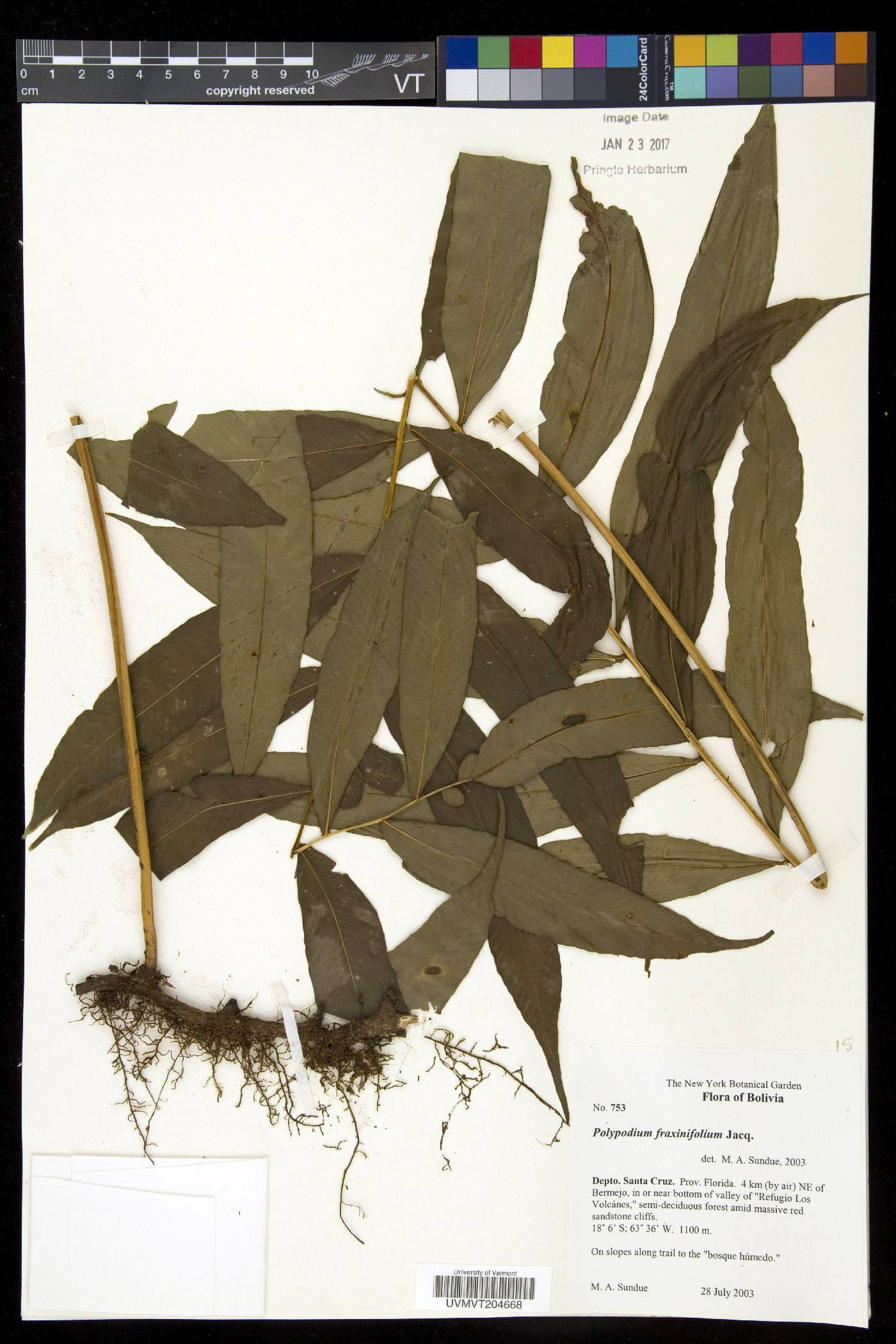 Polypodium fraxinifolium image