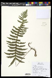 Serpocaulon falcaria image