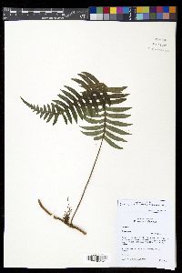 Serpocaulon falcaria image