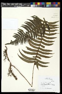 Serpocaulon falcaria image