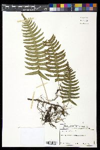 Serpocaulon loriceum image