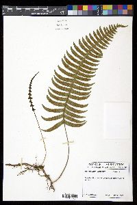 Serpocaulon loriceum image