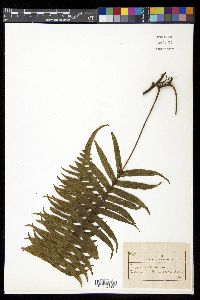 Serpocaulon loriceum image