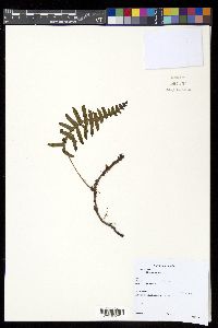 Serpocaulon latipes image