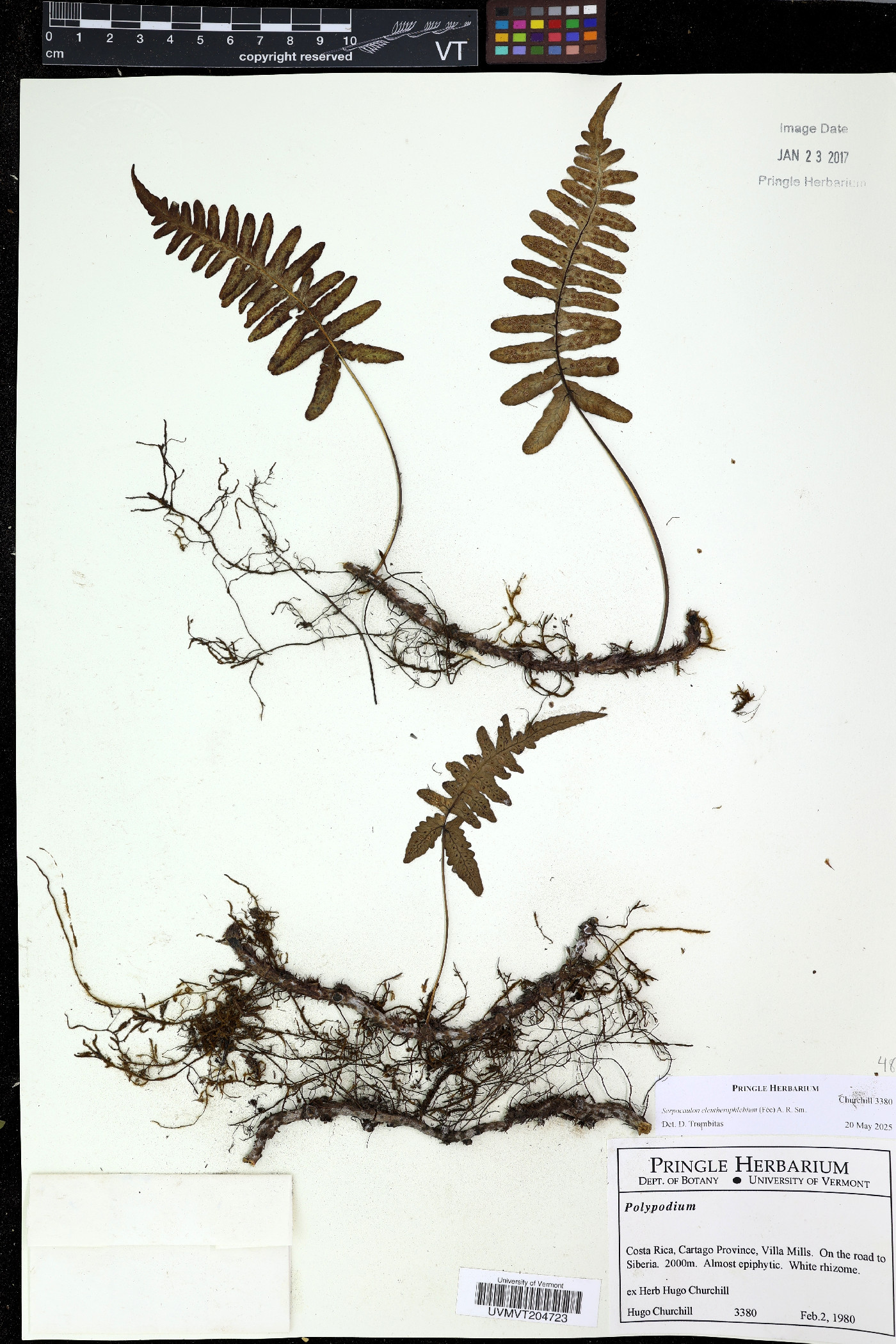 Serpocaulon eleutherophlebium image