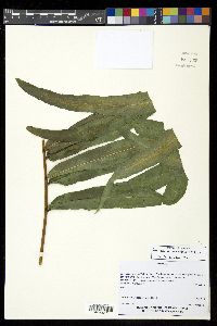 Serpocaulon triseriale image