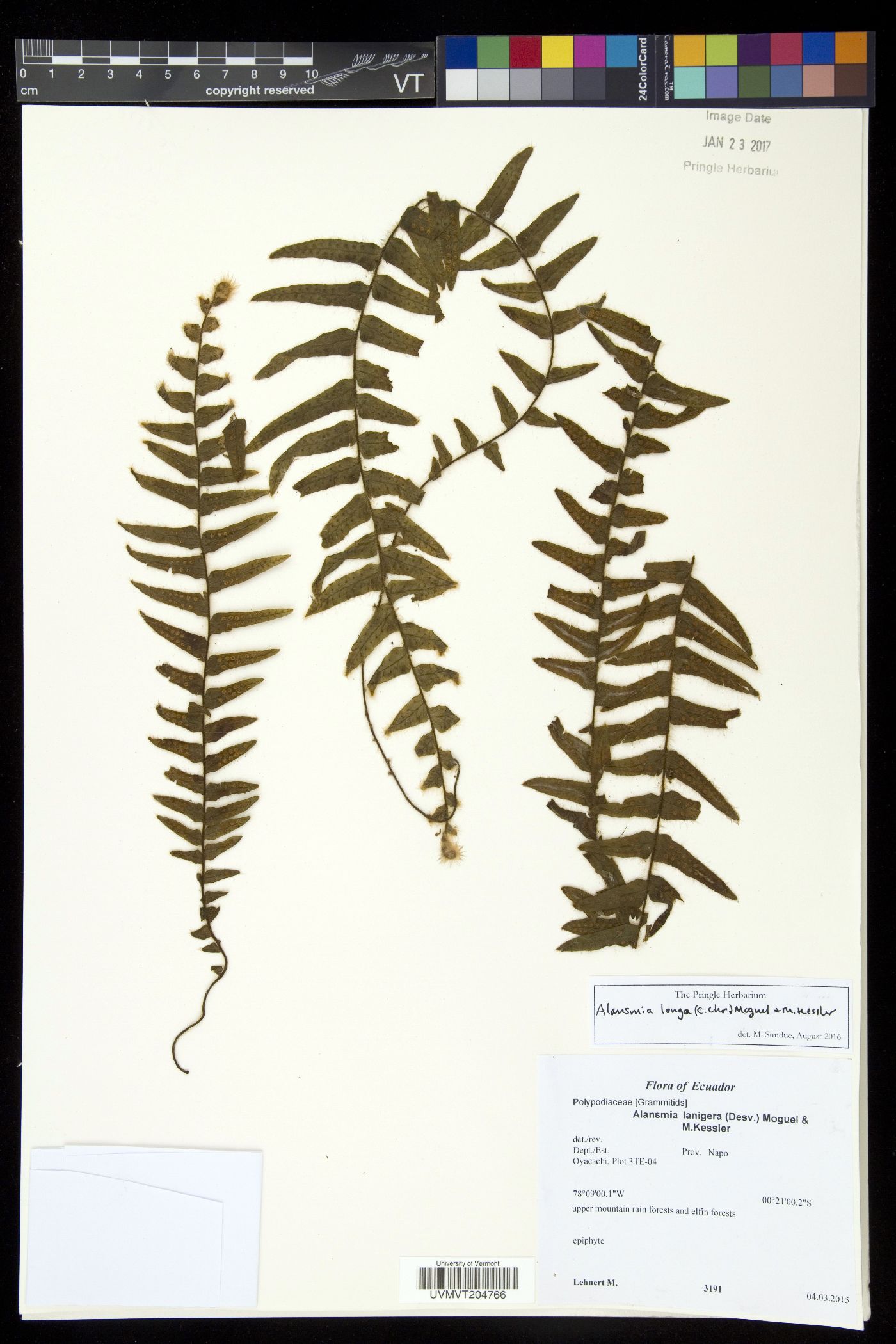 Alansmia longa image