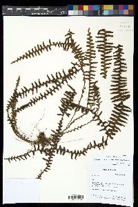 Alansmia laxa image