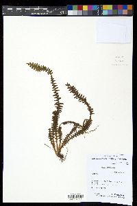 Alansmia laxa image