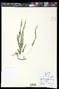 Alansmia elastica image