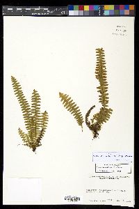 Alansmia elastica image
