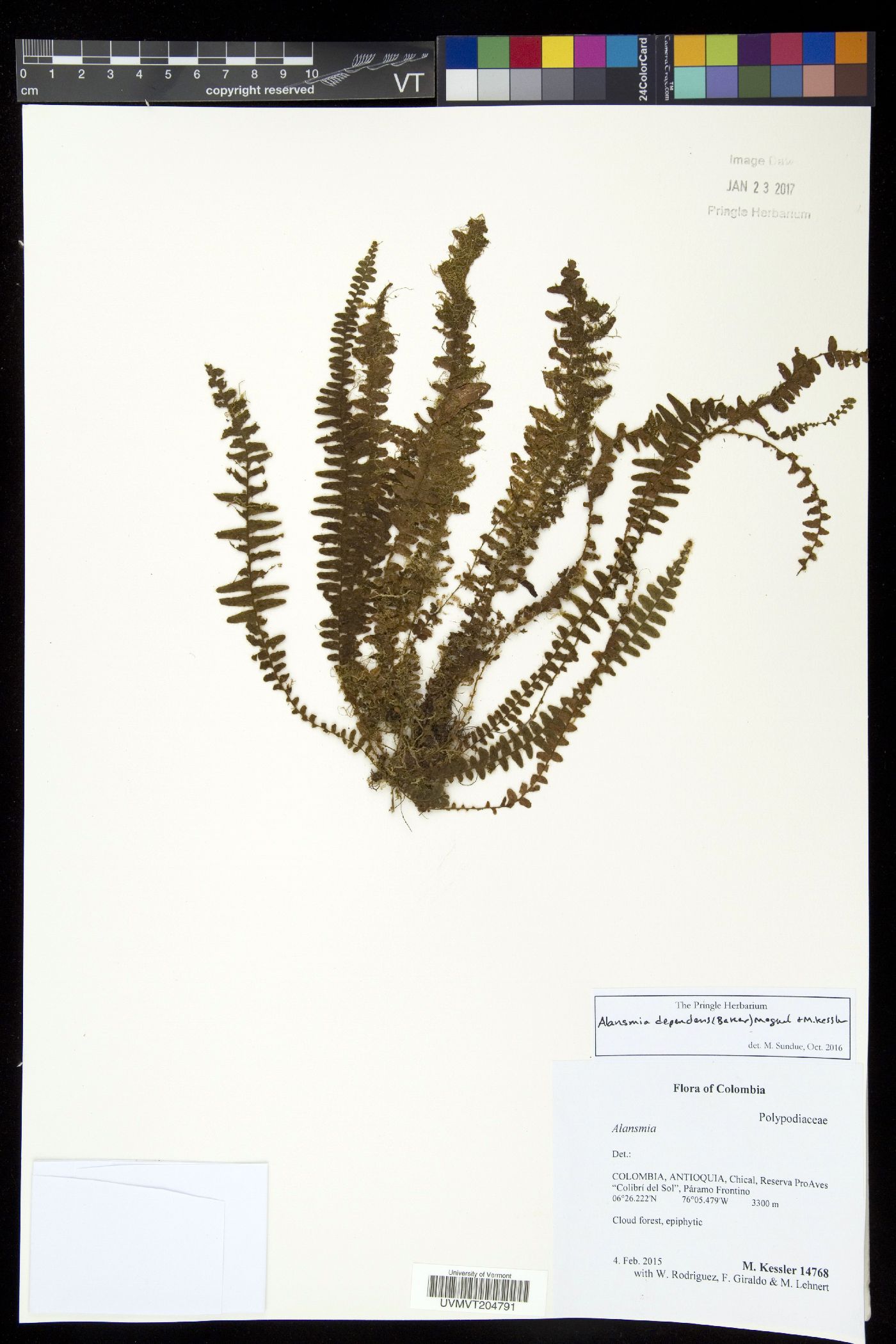 Alansmia dependens image