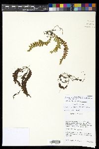 Alansmia cultrata image