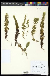 Alansmia cultrata image