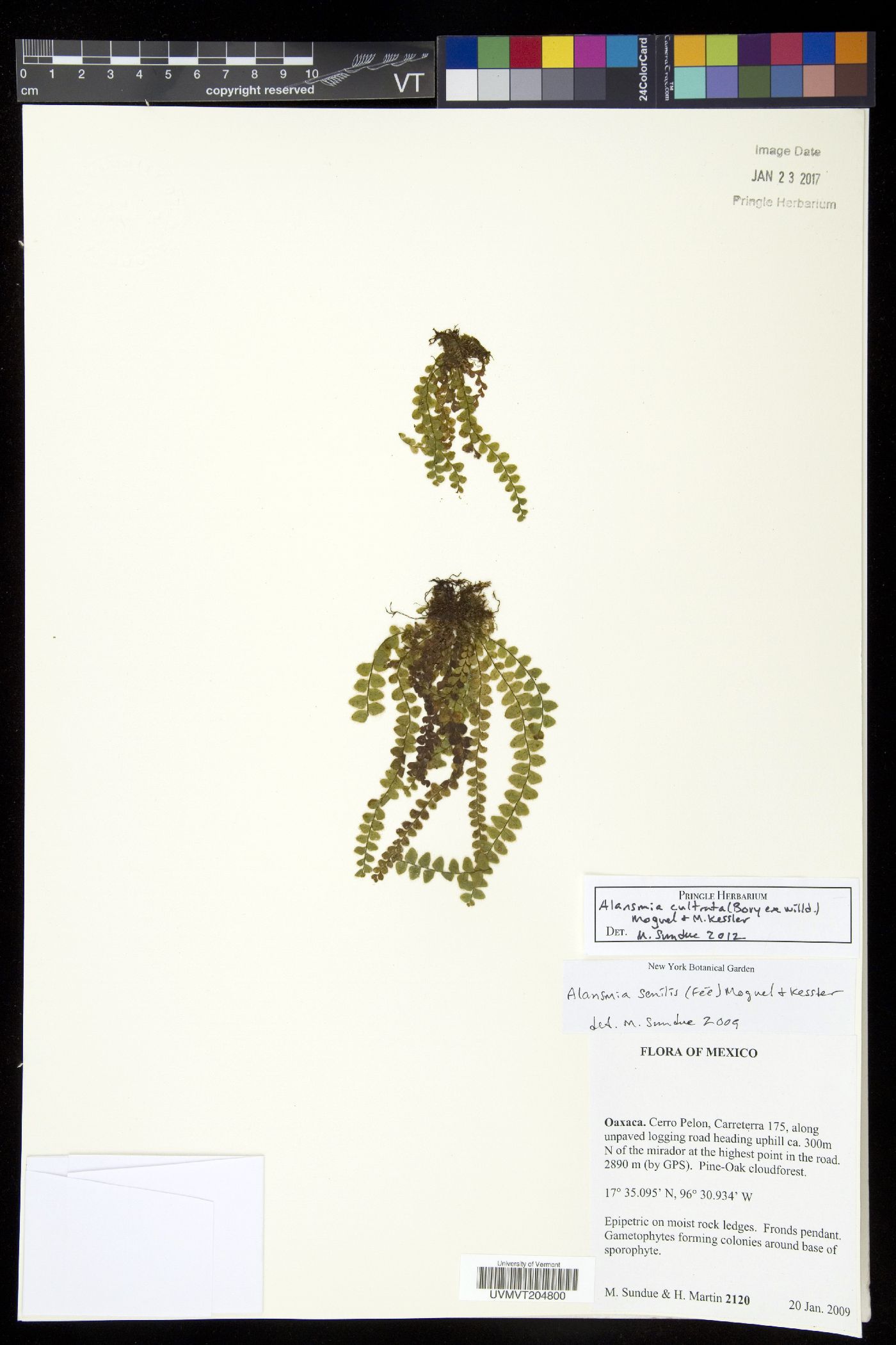 Alansmia cultrata image