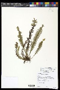 Alansmia cultrata image