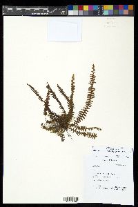 Alansmia smithii image